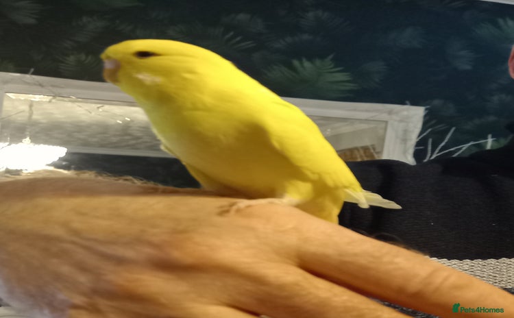 Budgerigars birds - Advert 8