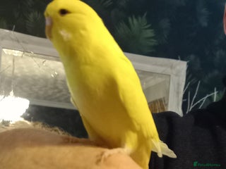 Budgerigars birds - Advert 1