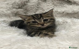 Mixed Breed cats for sale: Lovely kittens 8 weeks old  - Image 27