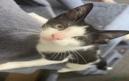 British Shorthair cats for adoption: Bonded paid mum & kitten  - Image 2