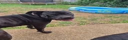 Mixed Breed dogs for sale: Lucky star - Advert 1