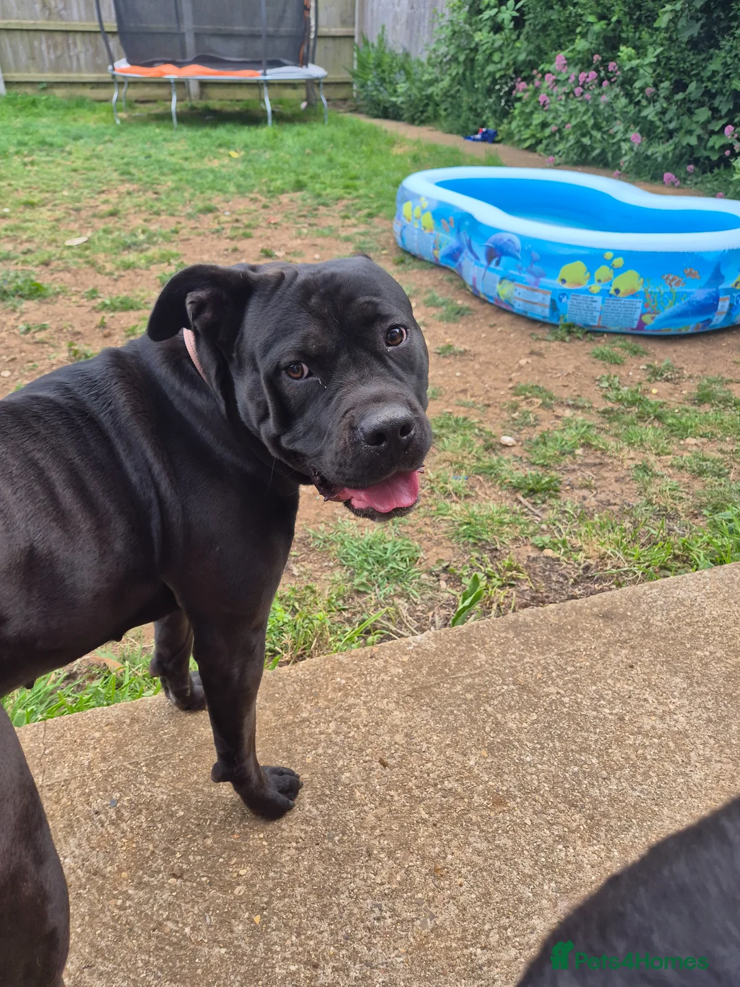 Mixed Breed dogs for sale: Lucky star - Advert 1