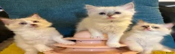 Ragdoll cats for sale: Pure ragdoll 7 weeks old clearance sale London  - Advert 1