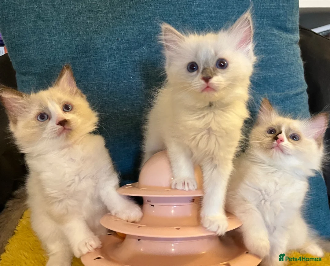 Ragdoll cats for sale: Pure ragdoll 7 weeks old clearance sale London  - Advert 1