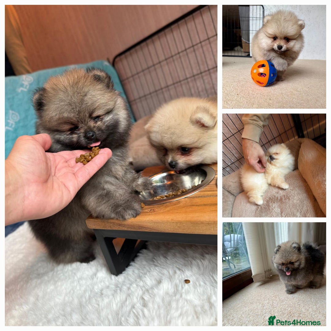 Pomeranian dogs for sale: Teddy Face Pomeranian Champion European Bloodline  - Image 1