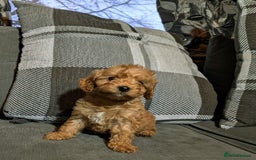 Cockapoo dogs for sale: Red cockapoos - Advert 4