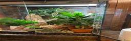 Gecko reptiles for sale: Stunning pair of breeding crested geckos with viv - Advert 11