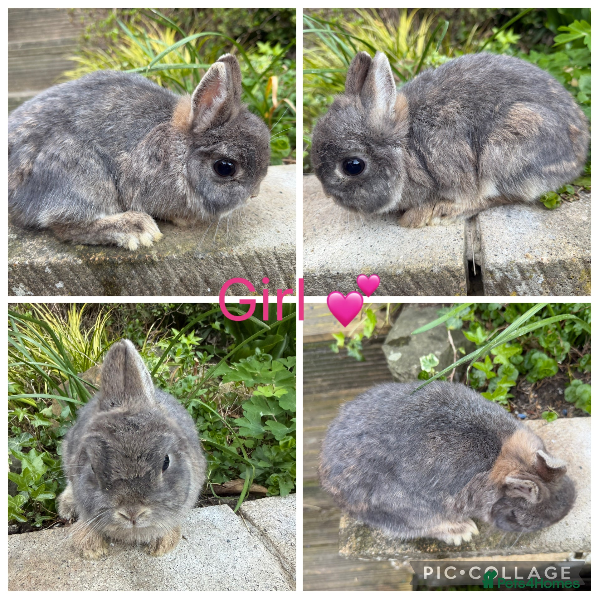 Netherland Dwarf rabbits 3 female & 1 male purebred Netherland dwarfs - Advert 17