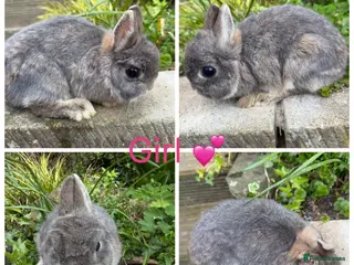 Netherland Dwarf rabbits 3 female & 1 male purebred Netherland dwarfs - Advert 17