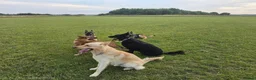 German Shepherd dogs for stud: German Shepherd Elite Pure Black (Groenendael) - Advert 5