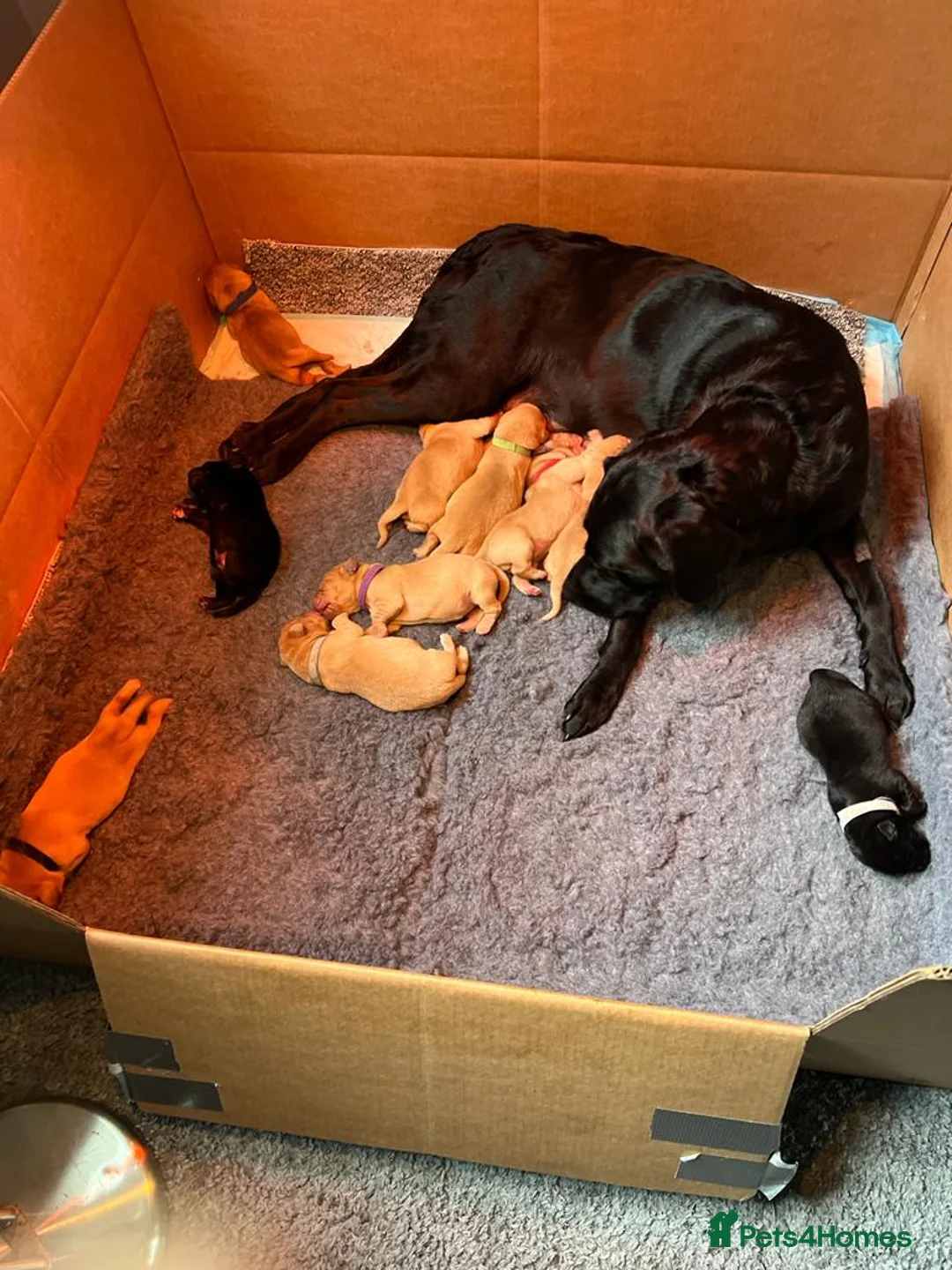 Labrador Retriever dogs for stud: PROVEN KC Health Tested Fox Red Labrador for Stud in Farnborough - Advert 20