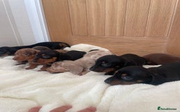 Miniature Dachshund dogs for sale: Miniature dachshunds ✨ - Image 13