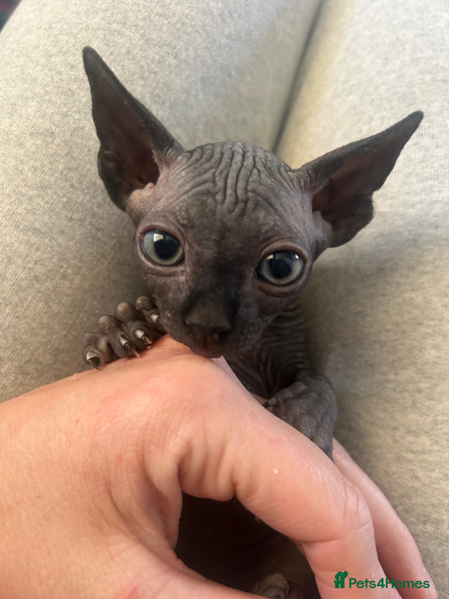 Sphynx cats Pure Canadian sphynx  - Advert 9