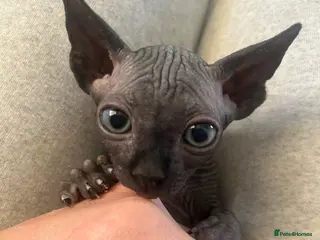 Sphynx cats Pure Canadian sphynx - Advert 9