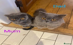 Scottish Fold cats for sale: Scottish Fold kitten  - Image 11