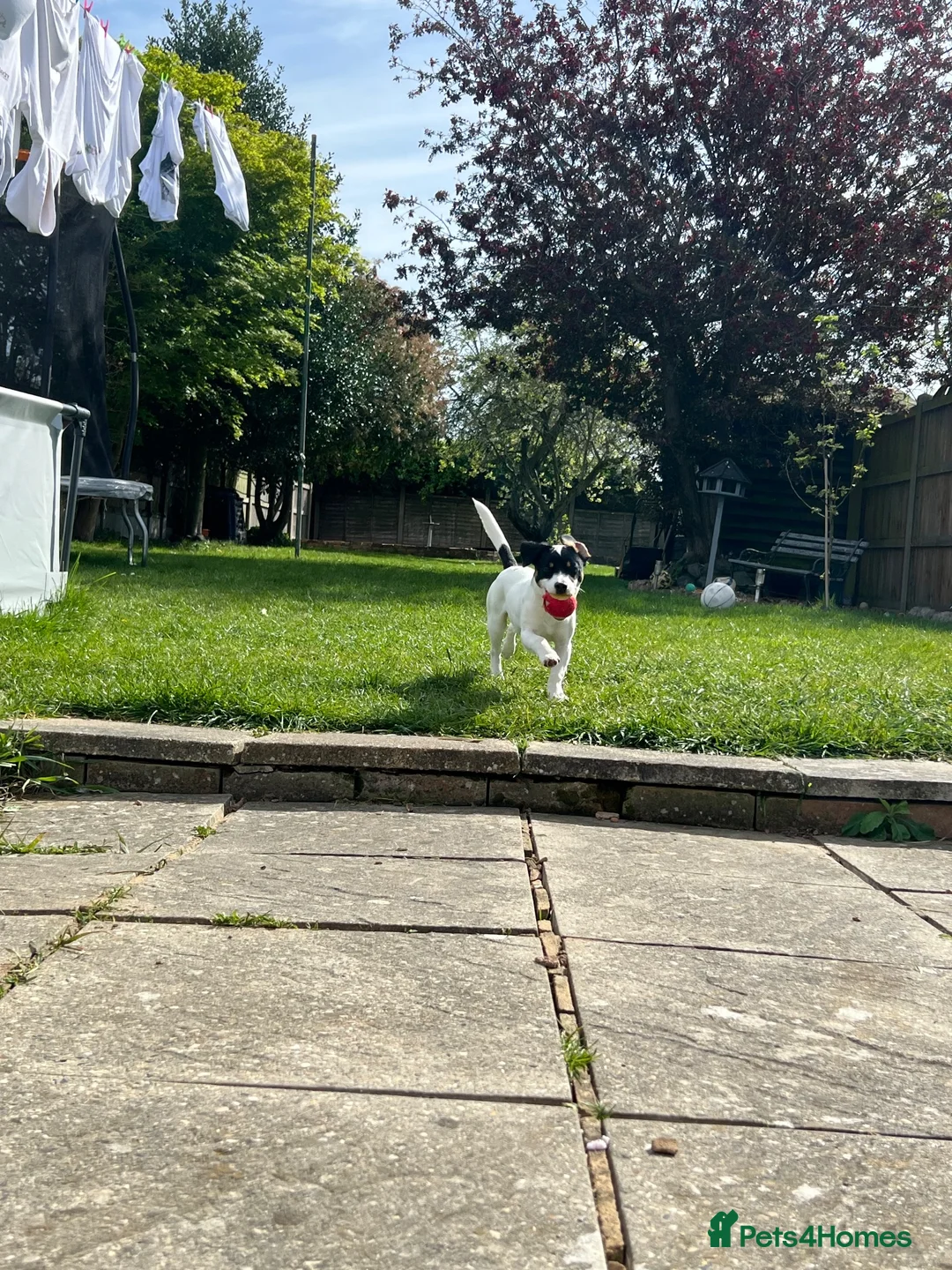 Jack Russell dogs for sale: 9 month old Jack Russell Terrier in Colchester - Advert 7