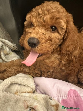 Miniature Poodle dogs Miniature poodle puppies in Weston-super-Mare - Advert 13