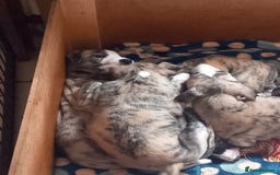 Whippet dogs for sale: Top Class Whippet Puppies bred from Champions - Image 34