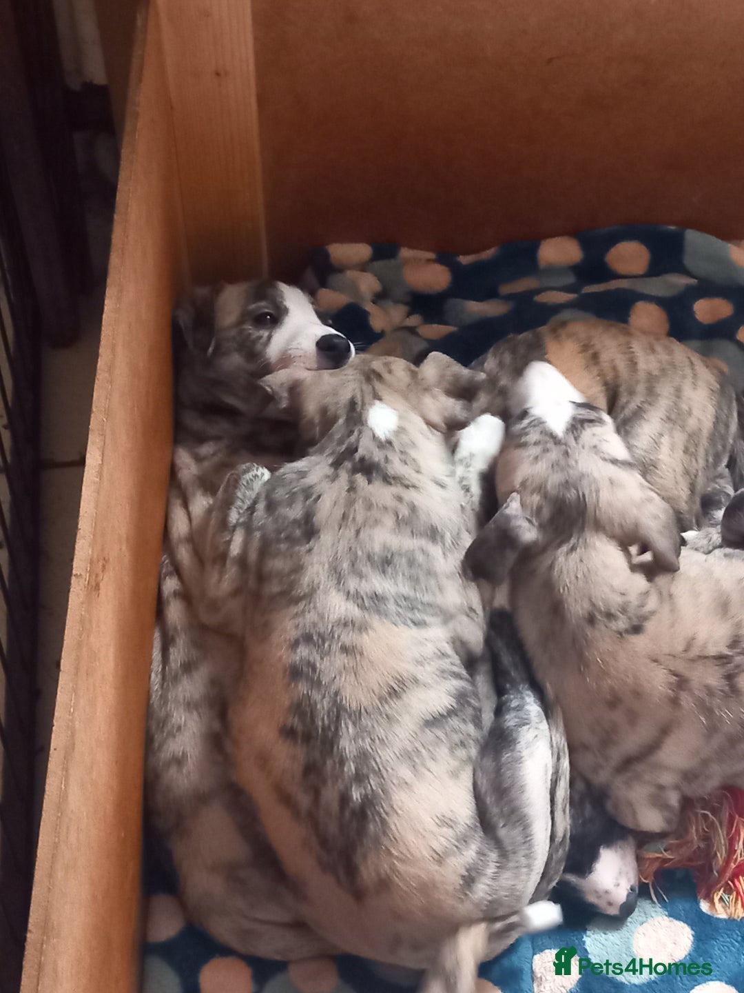 Whippet dogs for sale: Top Class Whippet Puppies bred from Champions - Image 34
