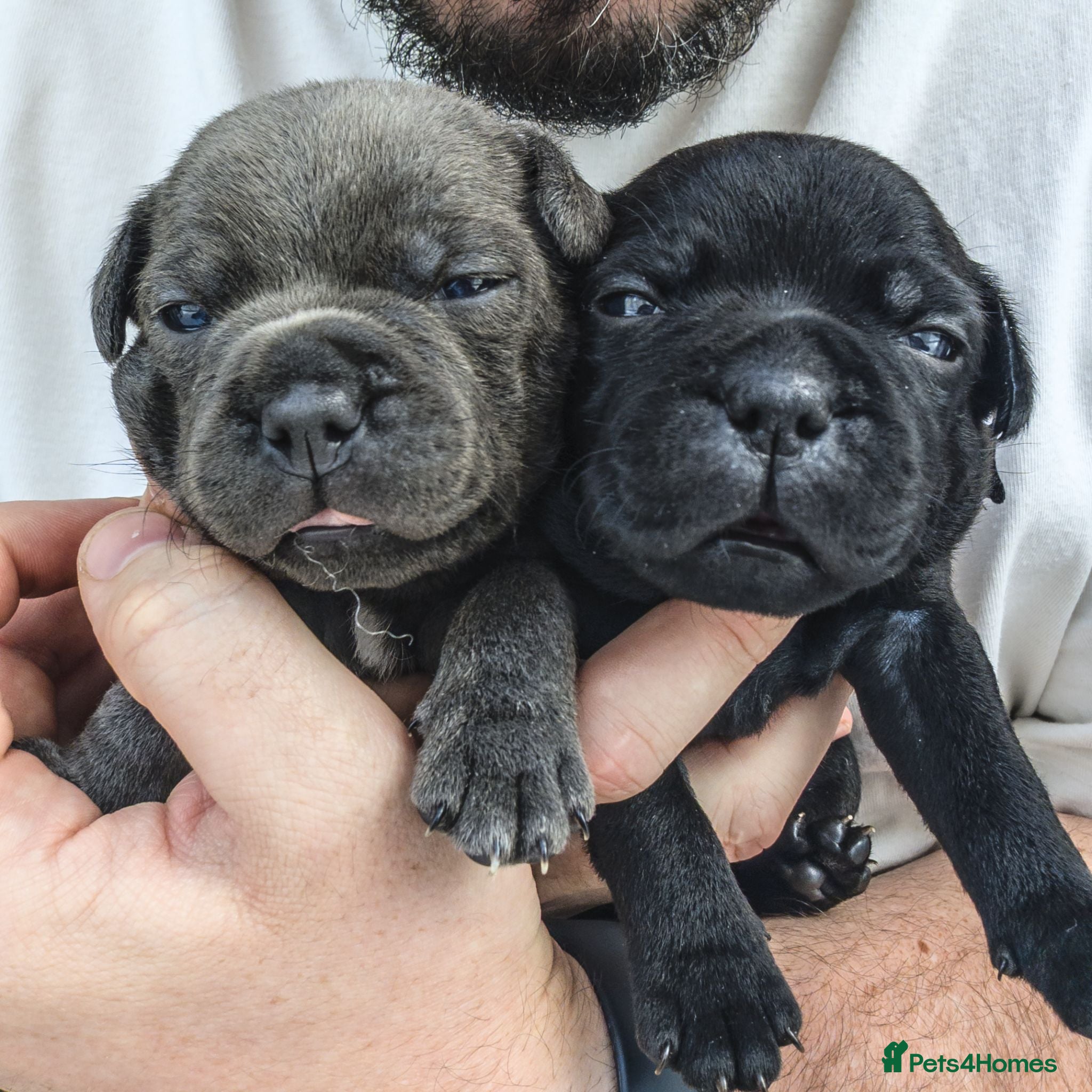 Staffordshire Bull Terrier dogs Blue & Black KC Staffie Puppies - Champ Bloodline - Advert 2