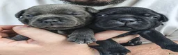 Staffordshire Bull Terrier dogs for sale: Blue & Black KC Staffie Puppies - Champ Bloodline - Advert 8