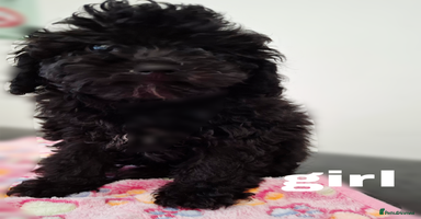 Toy Poodle dogs - Advert 4