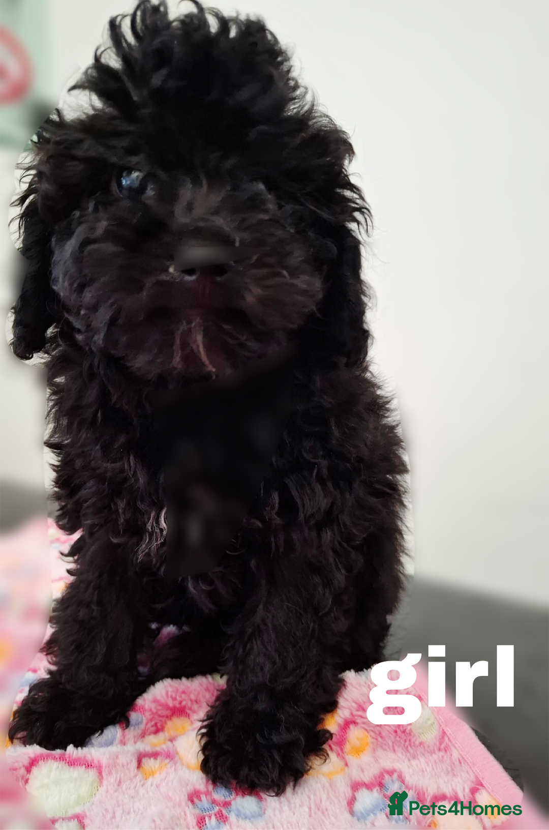 Toy Poodle dogs for sale: Asian mini toy poodles - sable , fully vaccinated  - Image 4