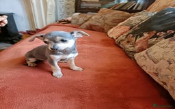 Mixed Breed dogs for sale: Stu 3/4 Chihuahua x Italian greyhound puppies - Advert 3