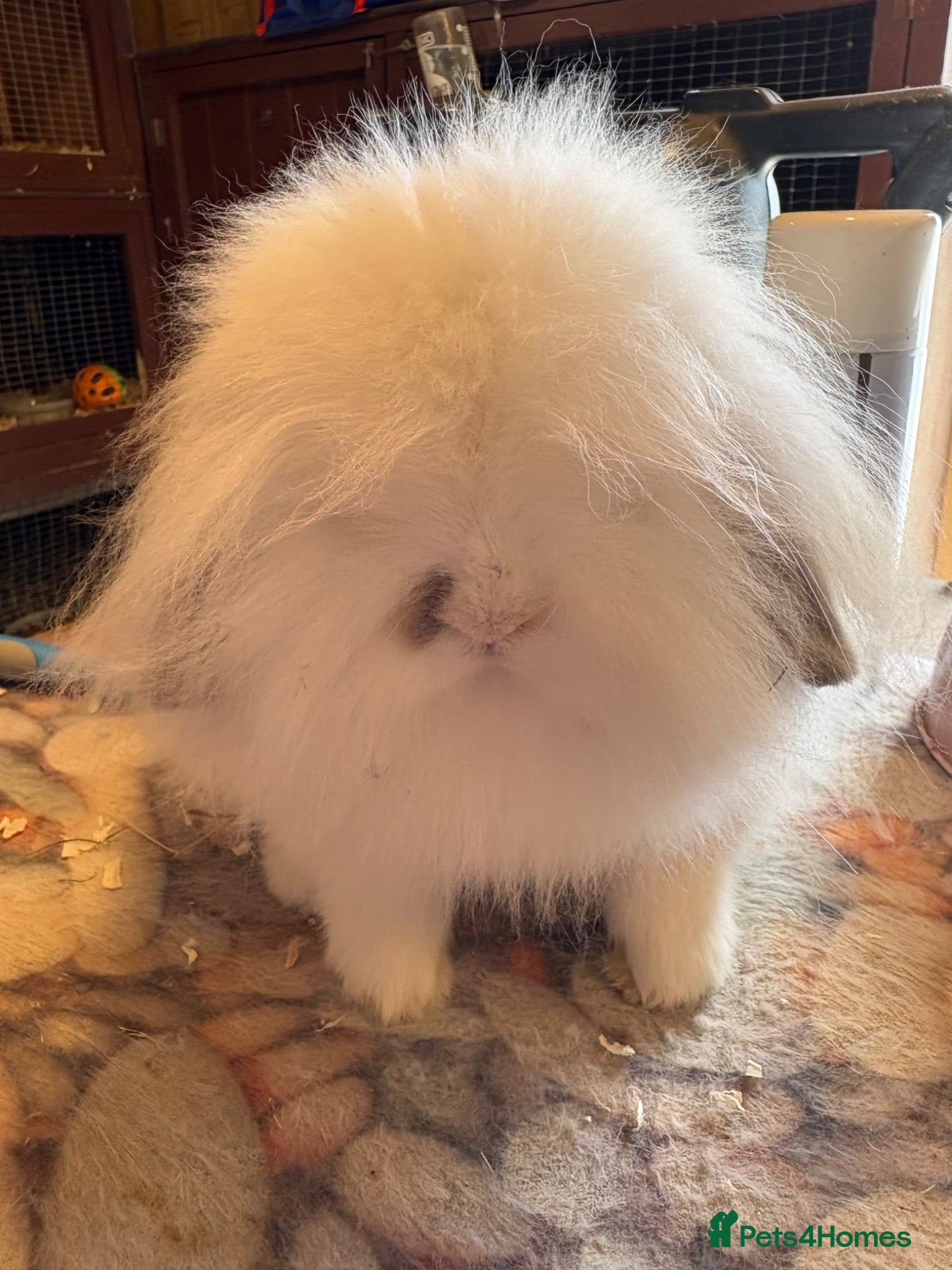 Mini Lion Lop rabbits Lionlops & dwarf lop vaccinated ready now  - Advert 1