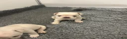 French Bulldog dogs for sale: Frenchie puppies  - Advert 10