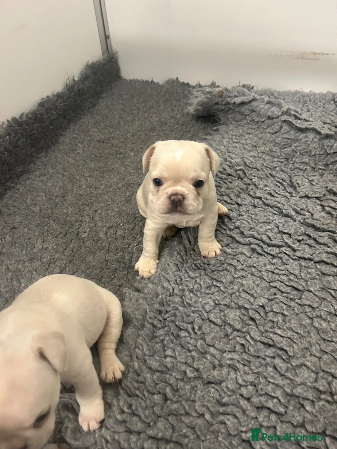 French Bulldog dogs for sale: Frenchie puppies  - Advert 10