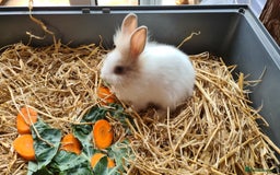 Lionhead rabbits for sale: READY NOW! Beautiful Baby Lionhead Bunnies - Image 2