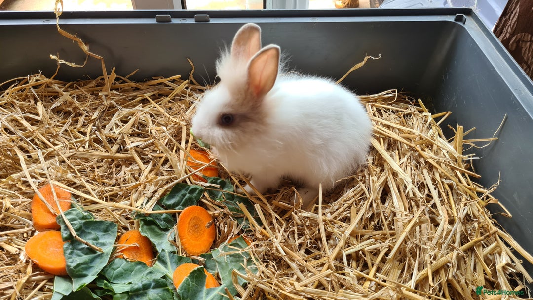 Lionhead rabbits for sale: READY NOW! Beautiful Baby Lionhead Bunnies - Image 2