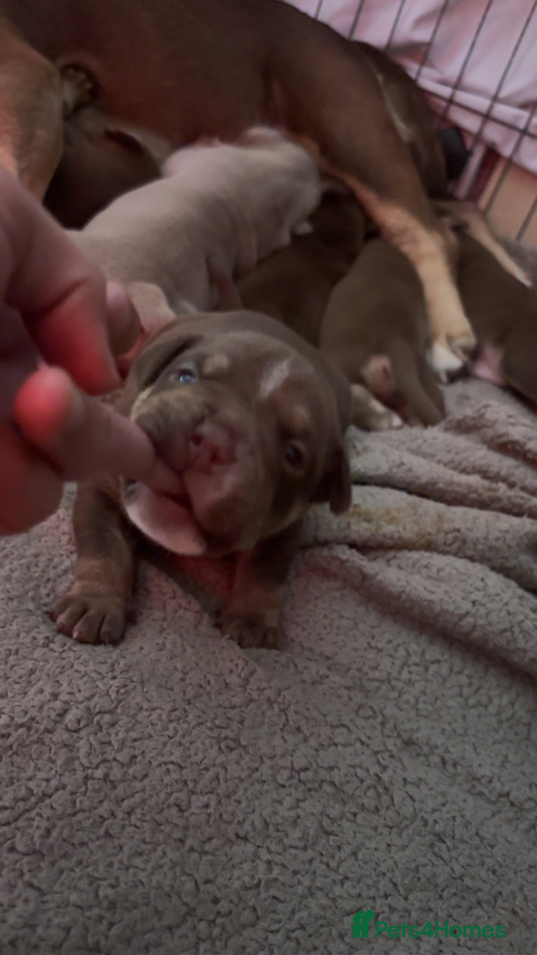 American Bully dogs American micro bully’s  - Advert 6