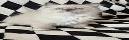 Ragdoll cats for sale: Chunky Ragdoll kittens  - Advert 10