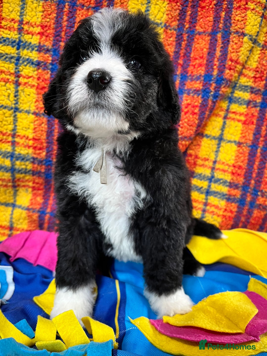 Bernedoodle dogs for sale: F1 standard Bernedoodle puppies. Licensed breeder - Advert 10