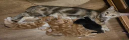 Mixed Breed cats for sale: Cute kittens looking for a new home  - Advert 19