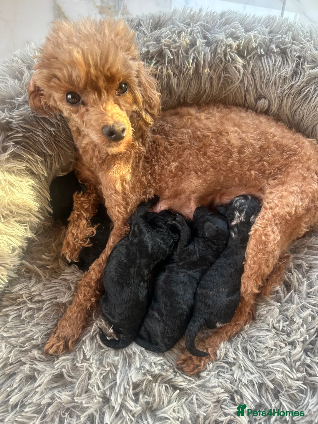 Mixed Breed dogs for sale: Poodle puppies - Advert 4