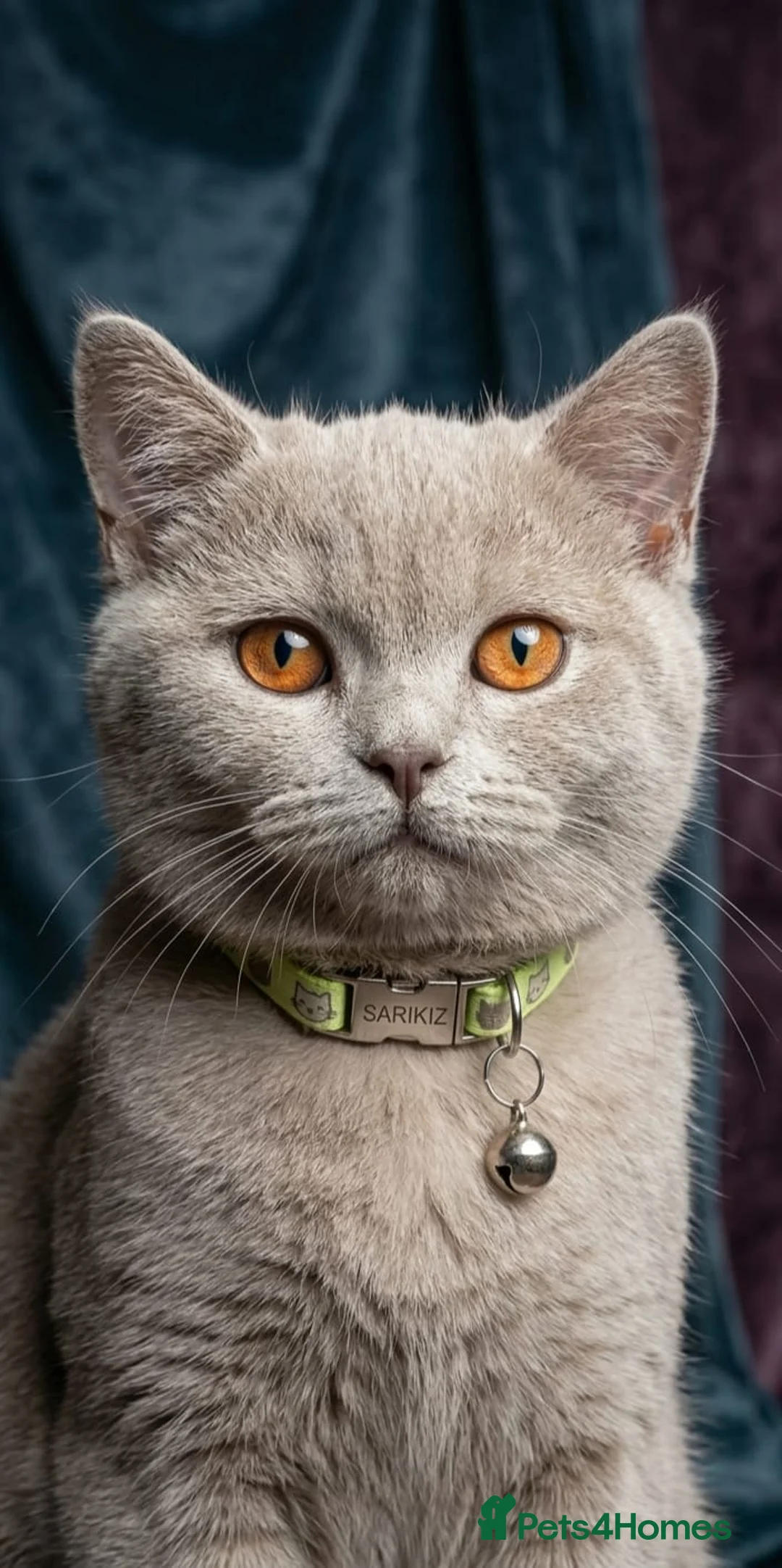 British Shorthair cats for sale: Champion Pedigree British Shorthair Kittens - Advert 1