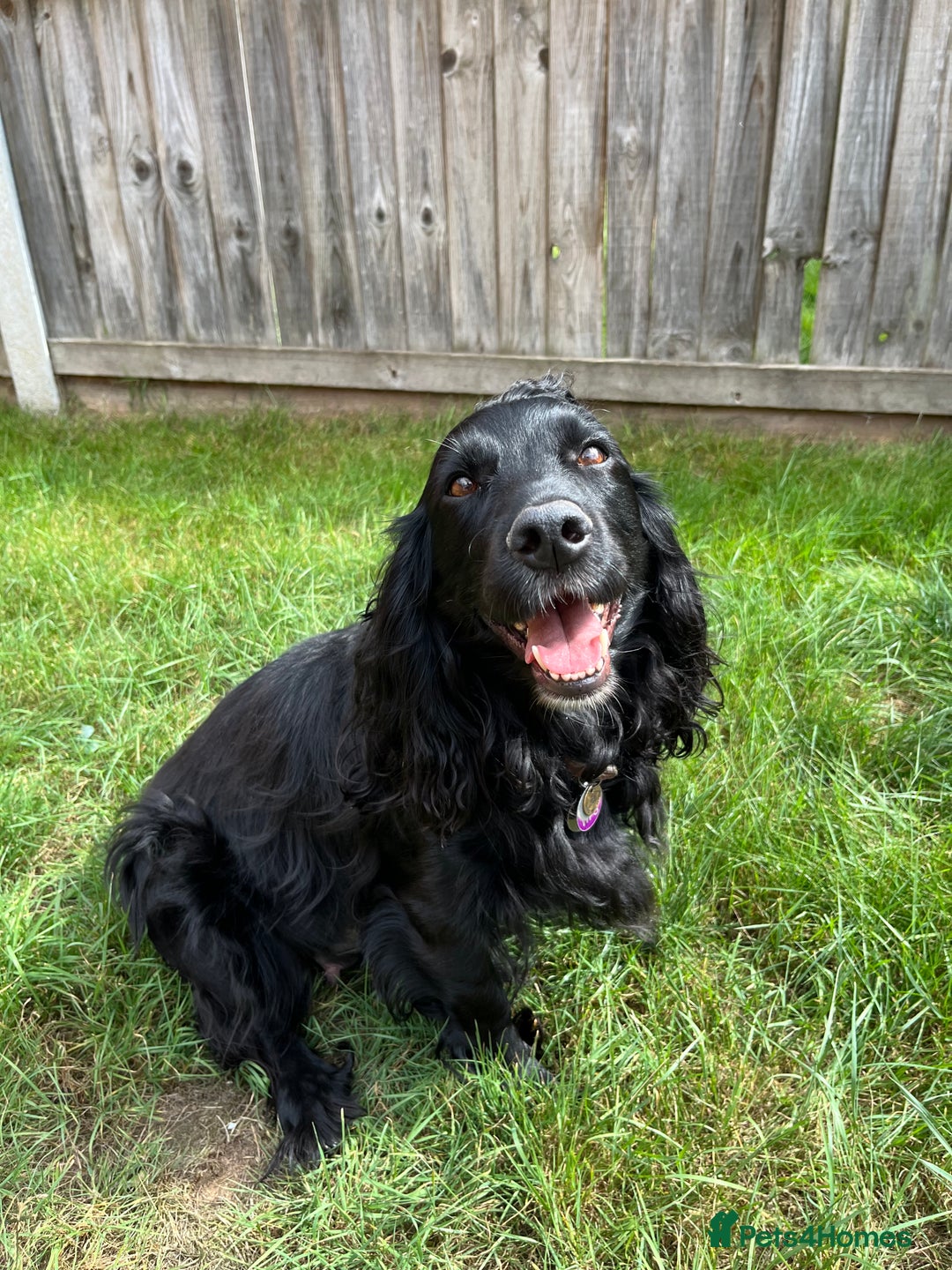 Cocker Spaniel dogs for sale: 🐾Working cocker spaniel puppies🐾 - Image 6