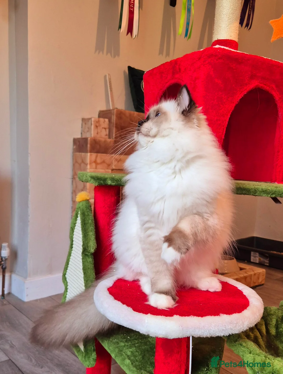 Ragdoll cats for sale: Ragdoll male kitten gccf active - Advert 15