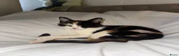 Mixed Breed cats for sale: 4 beautiful kittens ready in 4 weeks  - Advert 24