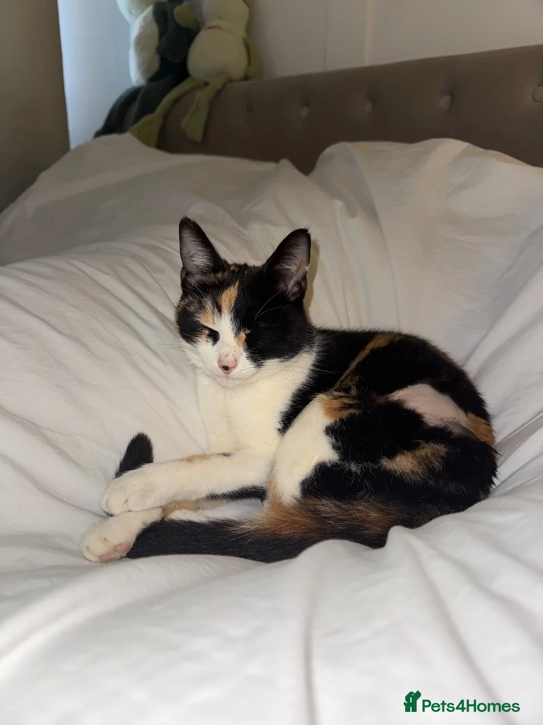Mixed Breed cats for sale: 4 beautiful kittens ready in 4 weeks  - Advert 24