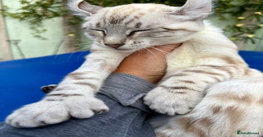 Keetso cats - Advert 6