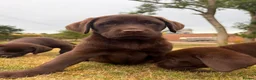 Labrador Retriever dogs for sale: 2 girls available Extenively health Tested READY - Advert 12