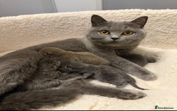 British Shorthair cats for sale: Beautiful British short haired /British long hair  - Image 5