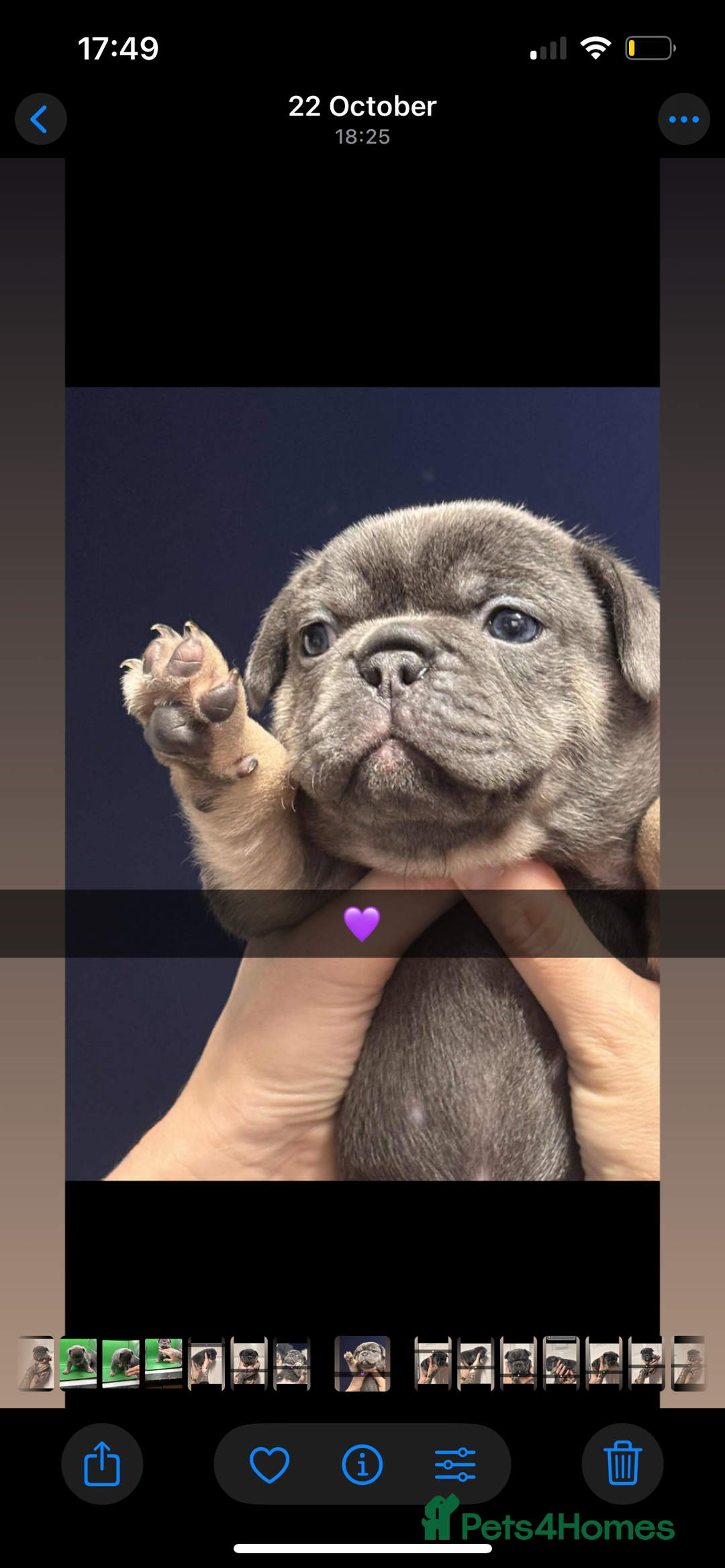 French Bulldog dogs for sale: Beautiful French bulldogs 🐶   - Image 12