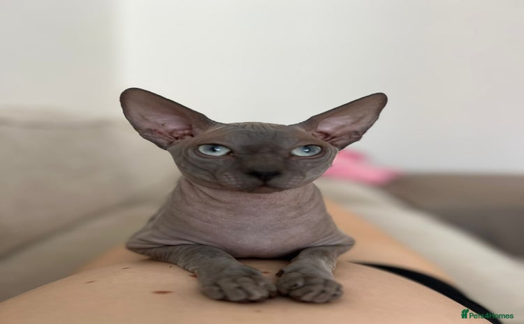 Sphynx cats Nardo the sphynx  - Advert 1