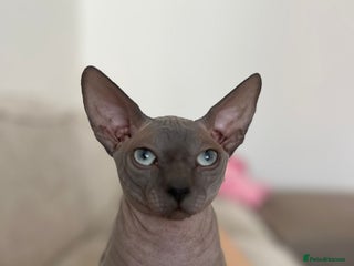 Sphynx cats Nardo the sphynx - Advert 1