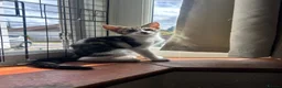 Mixed Breed cats for sale: 2 females and 1 male kitten - Advert 1